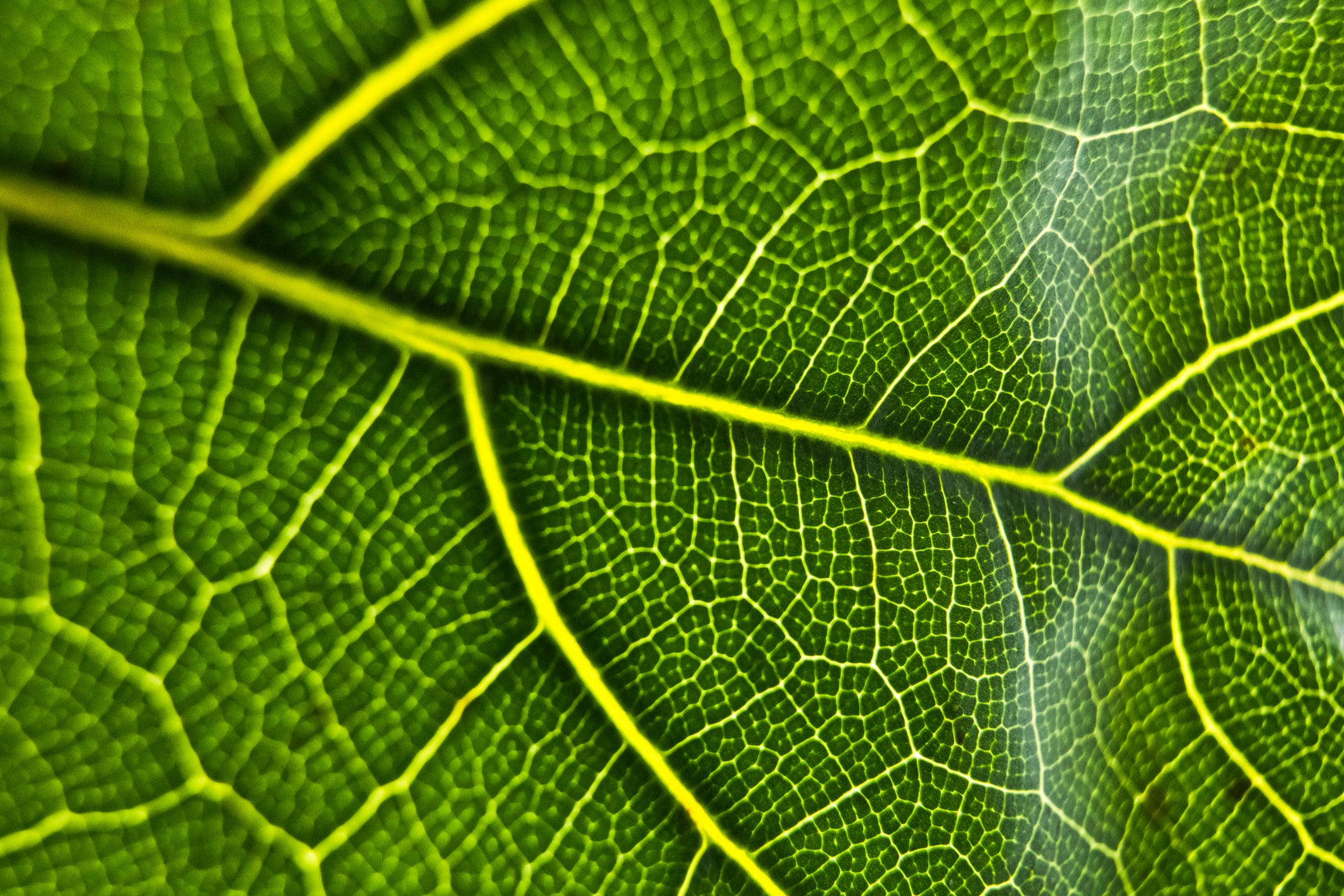 How does photosynthesis work so efficiently? Inside UCR UC Riverside